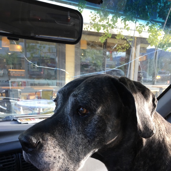 Meet your Posher, Rita - Picture 1 of 1